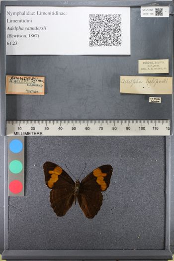 Media type: image;   Entomology 141196